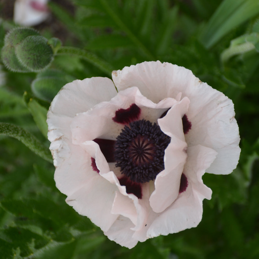 PAPAVER ROYAL WEDDING