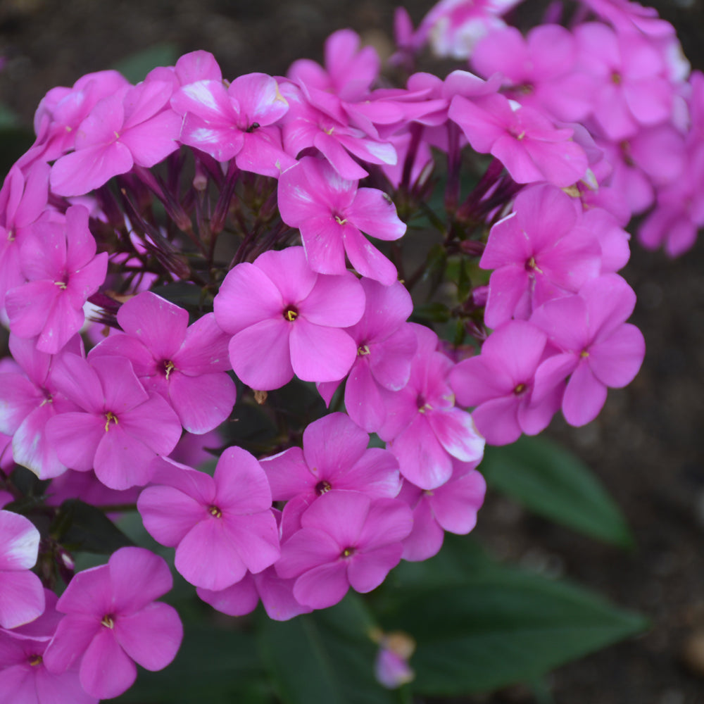 PHLOX CLOUDBURST
