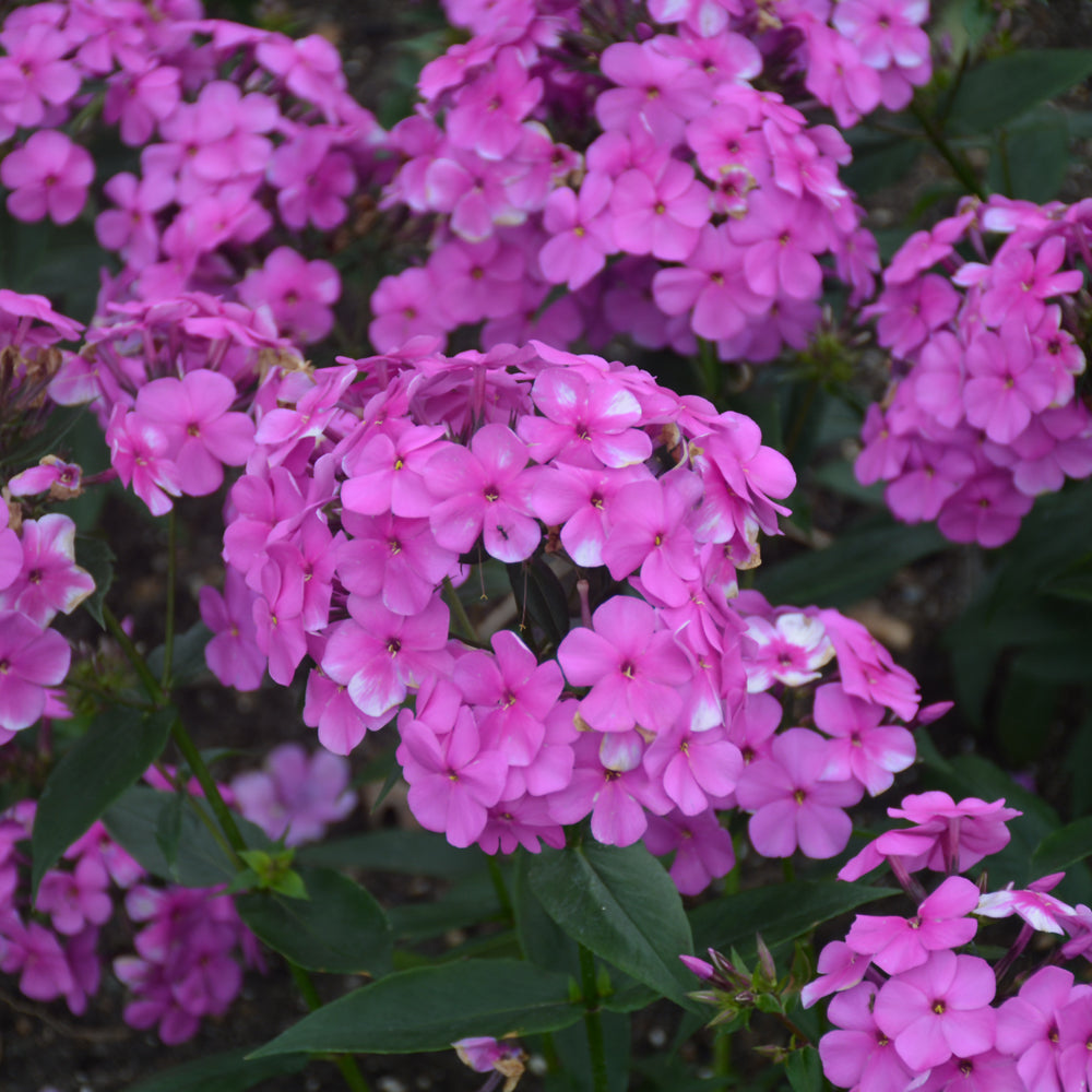 PHLOX CLOUDBURST