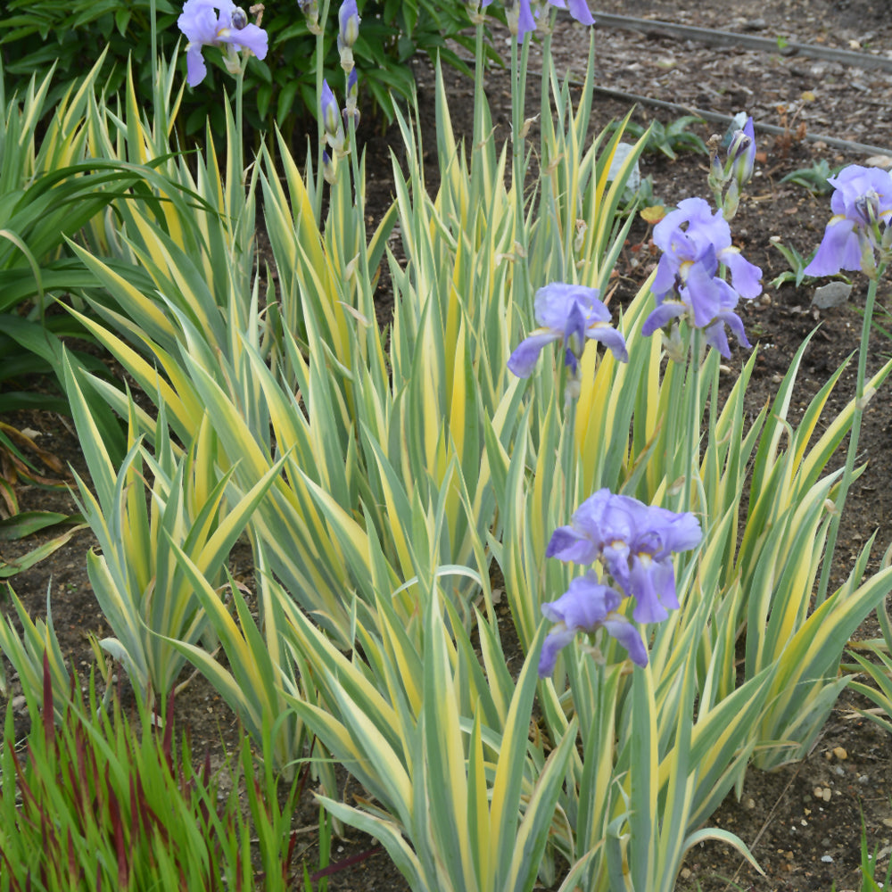 IRIS ARGENTEA VARIEGATA