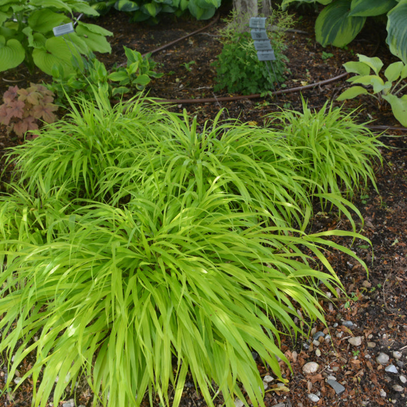 HAKONECHLOA ALL GOLD