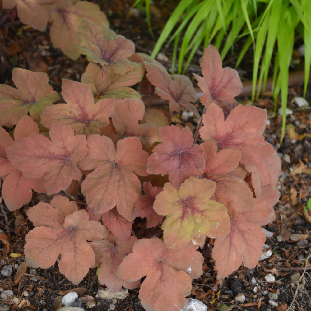 HEUCHERELLA PUMPKIN SPICE
