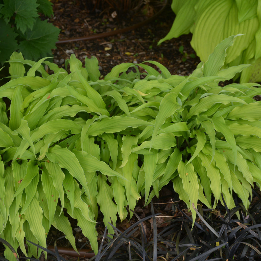 HOSTA CURLY FRIES