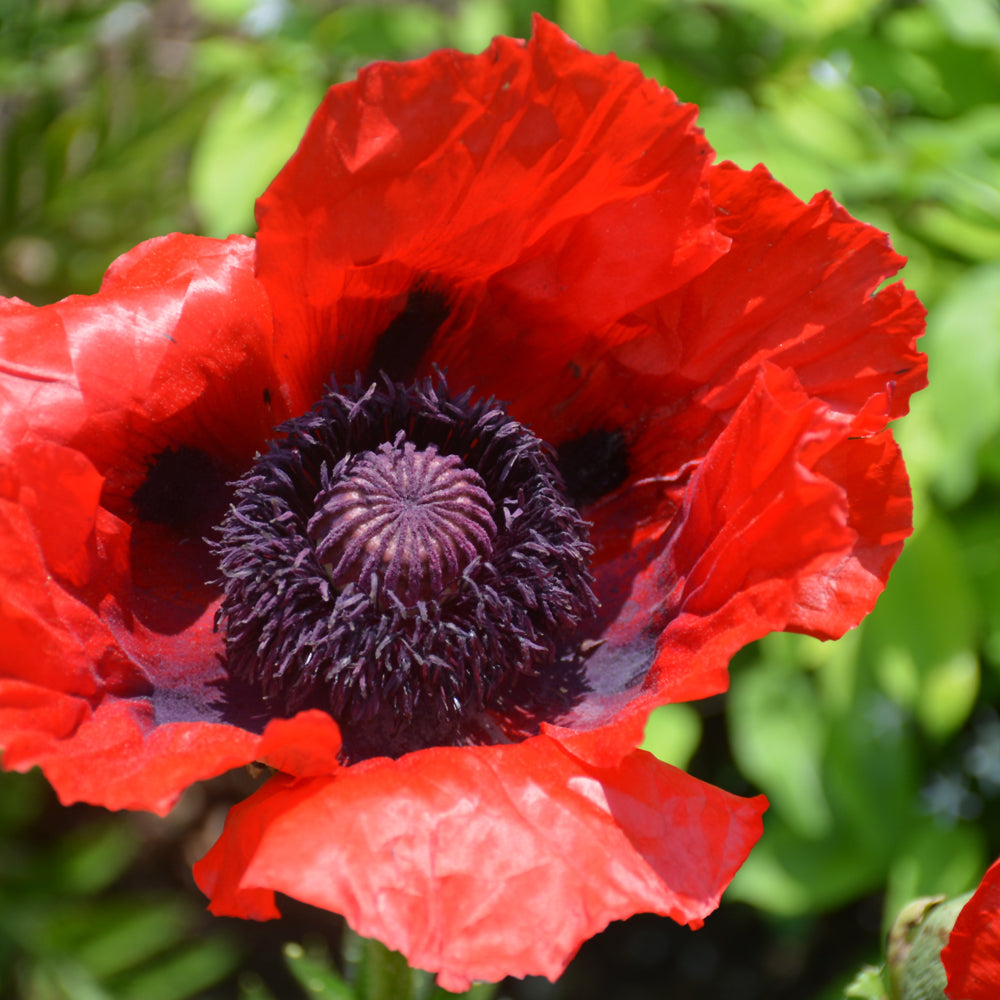 PAPAVER BEAUTY OF LIVERMERE