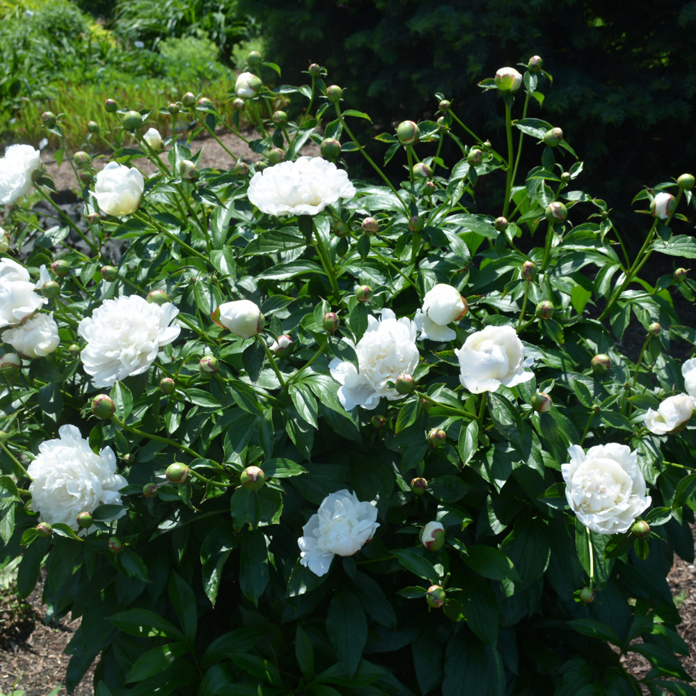 PAEONIA FESTIVA MAXIMA