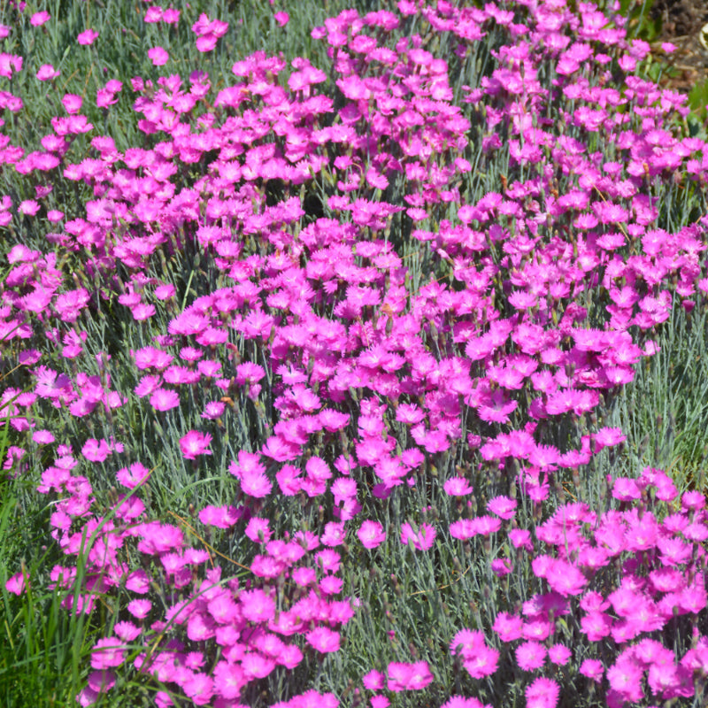 DIANTHUS FIREWITCH