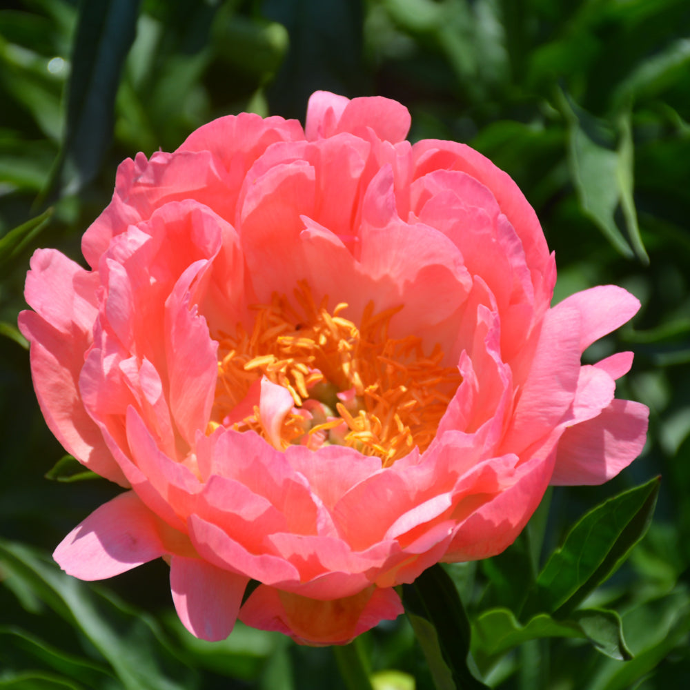 PAEONIA CORAL SUNSET