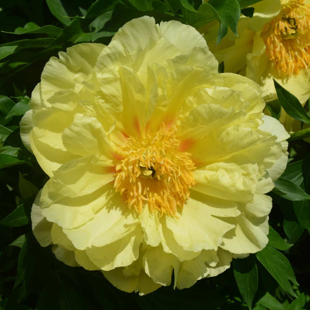 PAEONIA SEQUESTERED SUNSHINE