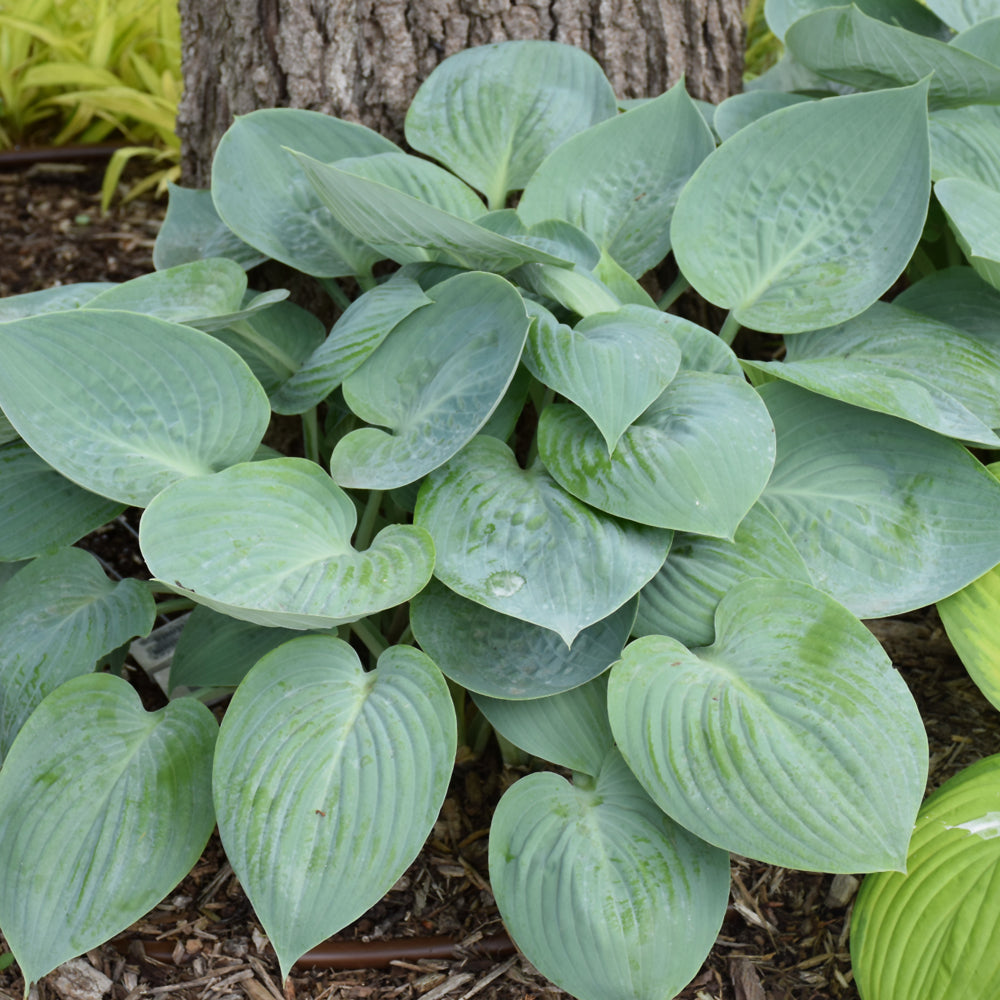HOSTA PRAIRIE SKY