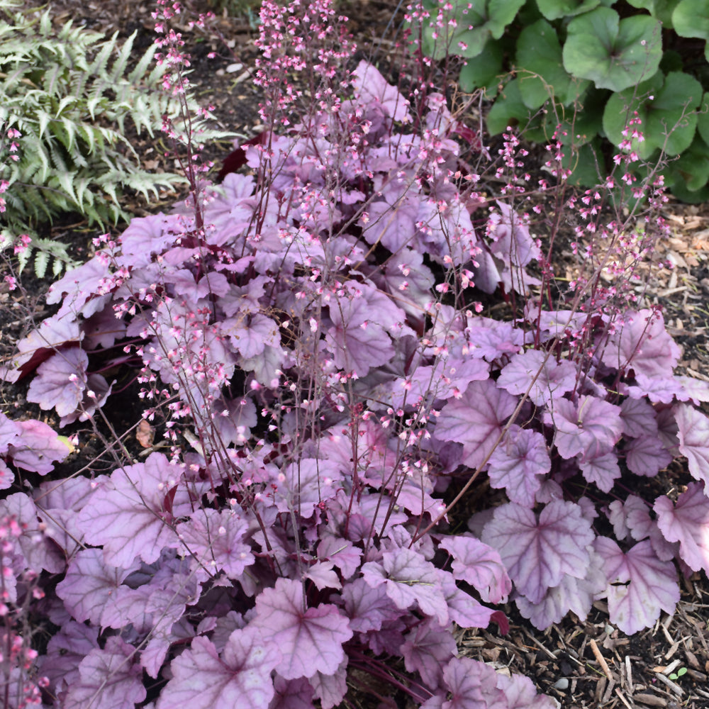 HEUCHERA PINK PANTHER