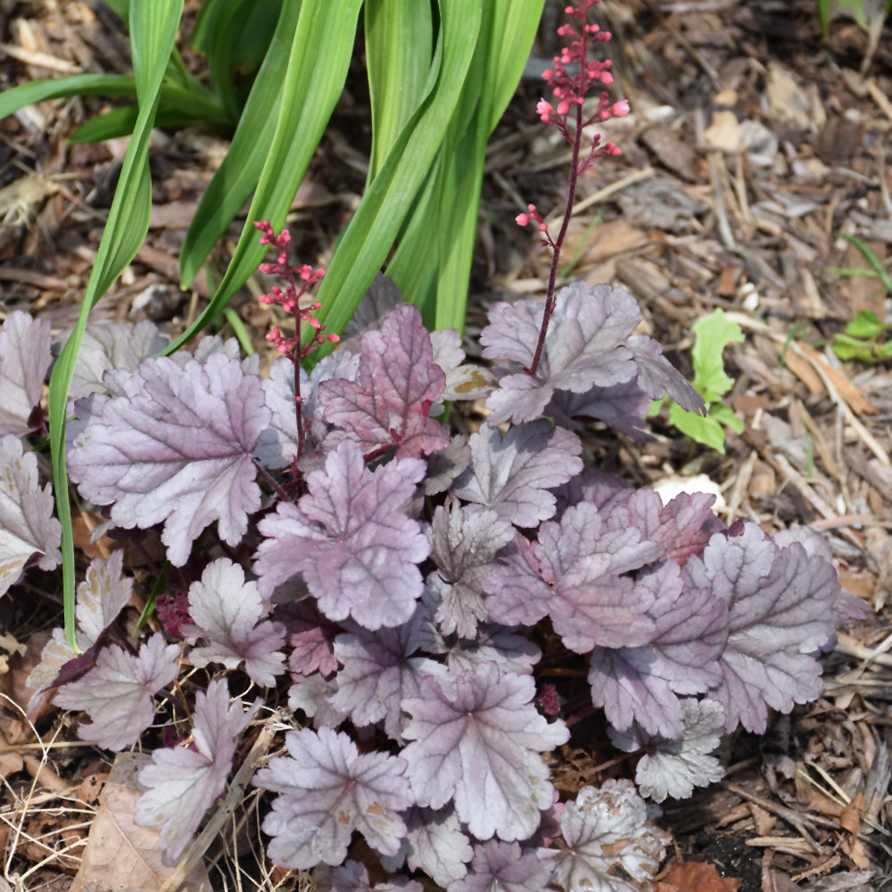 HEUCHERA DOLCE SILVER GUMDROP