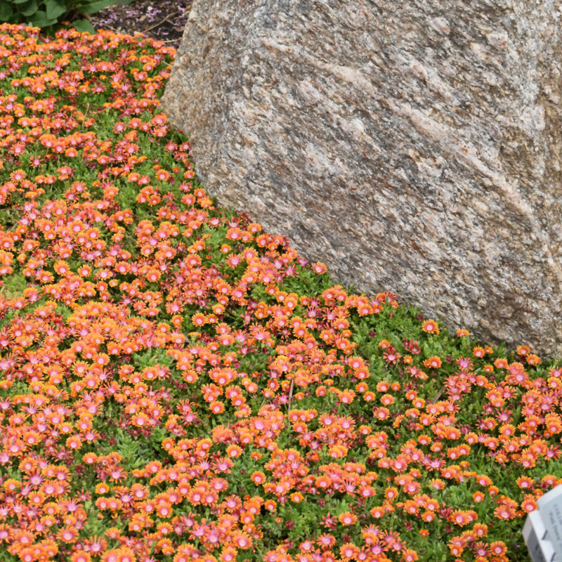 DELOSPERMA FIRE SPINNER