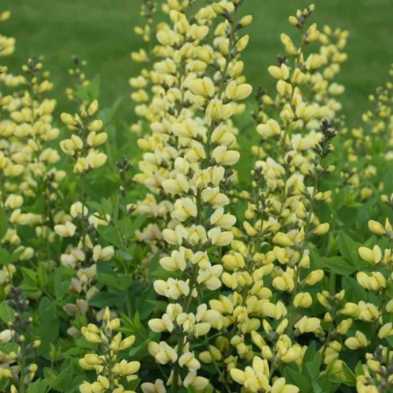 BAPTISIA LEMON MERINGUE
