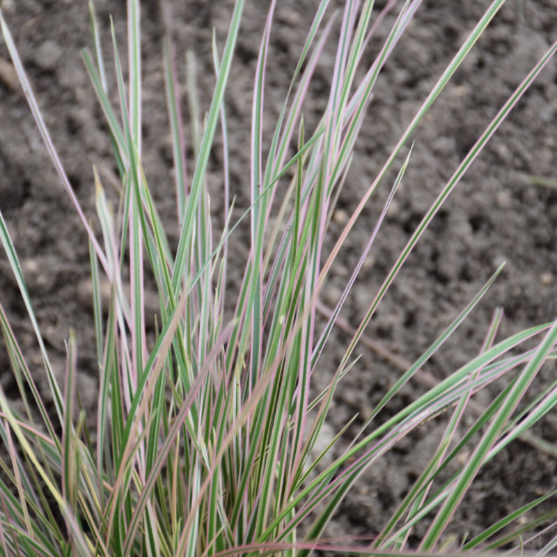 DESCHAMPSIA NORTHERN LIGHTS