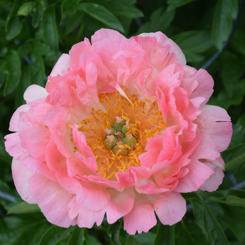 PAEONIA CORAL SUNSET