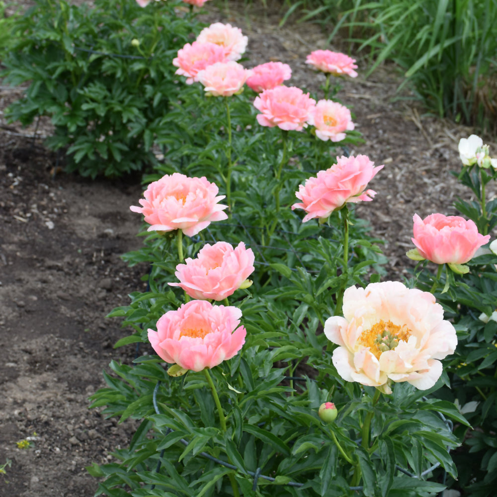 PAEONIA CORAL SUNSET