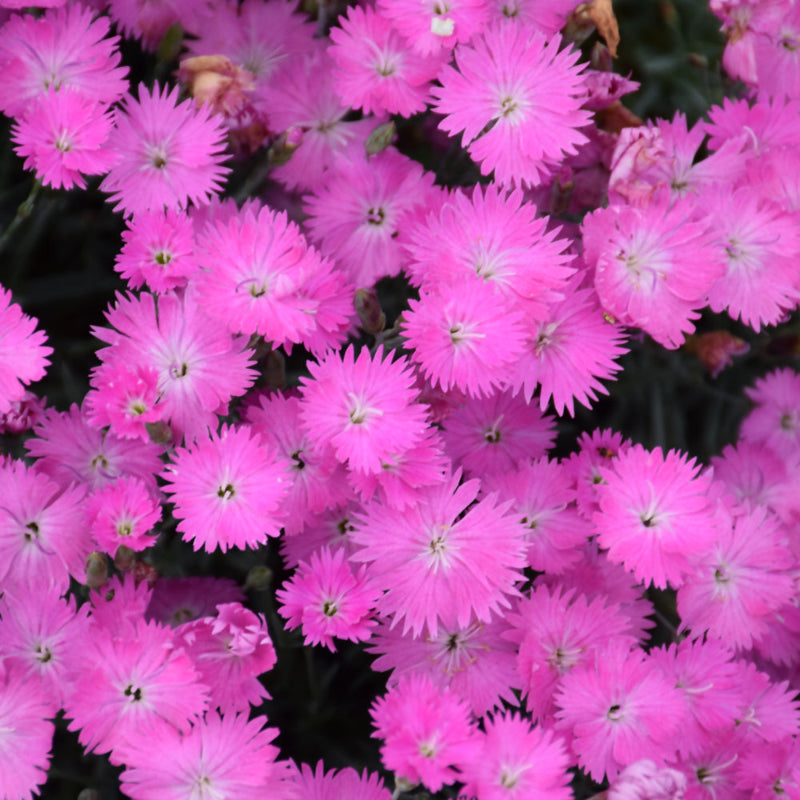 DIANTHUS FIREWITCH