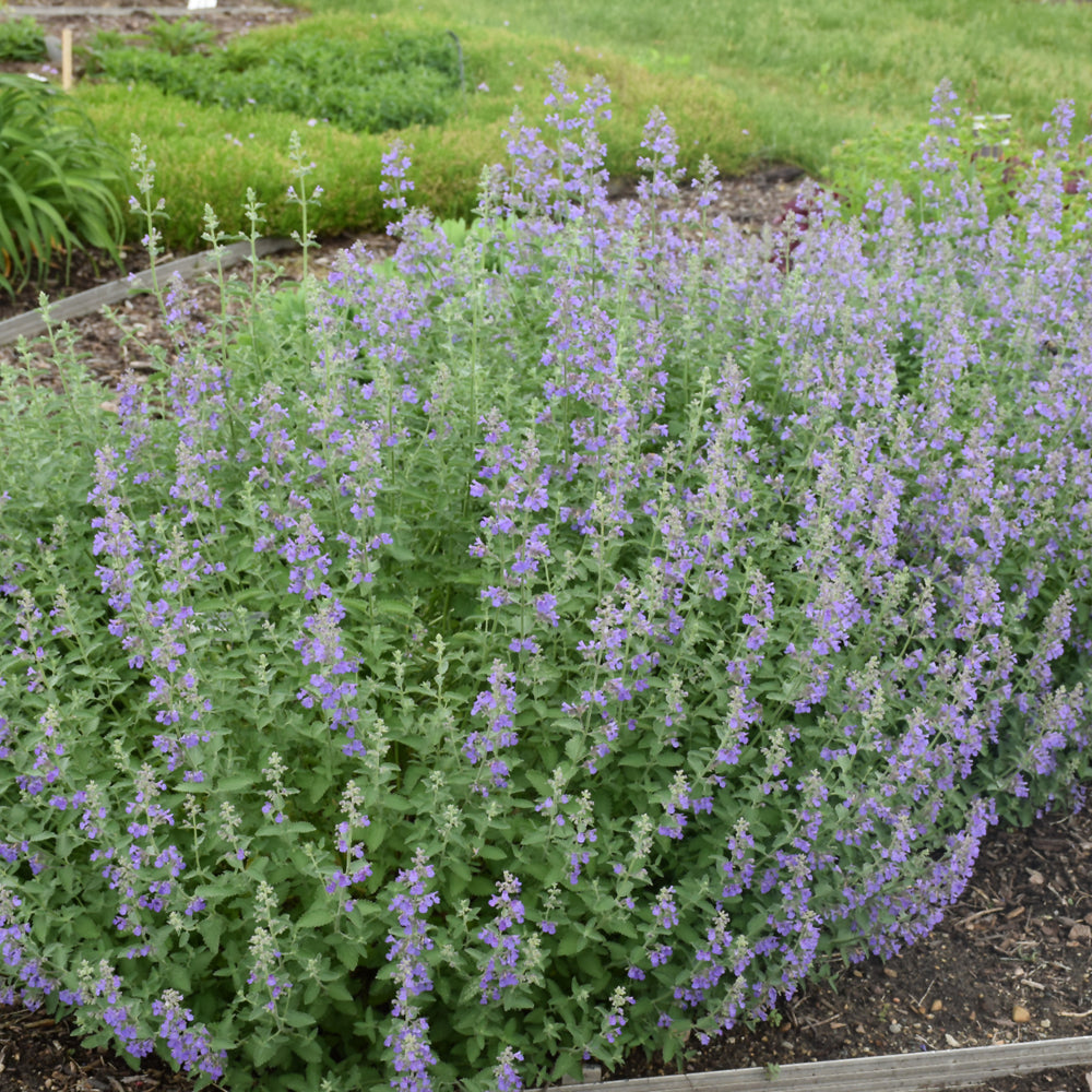 NEPETA WALKERS LOW