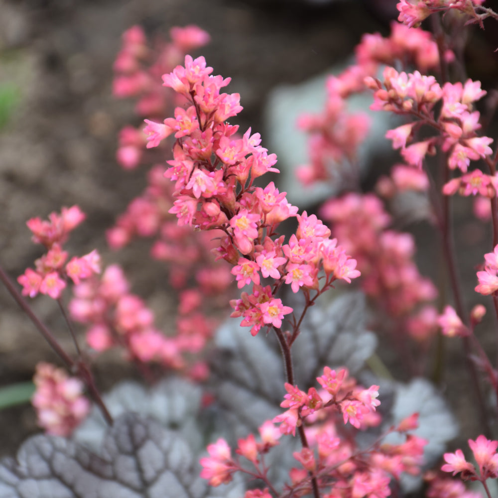 HEUCHERA TIMELESS TREASURE