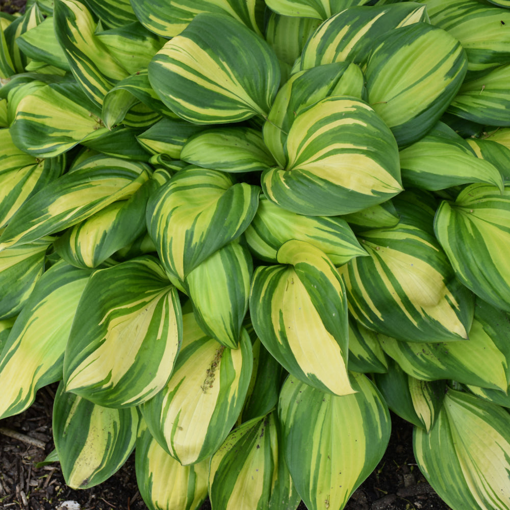 HOSTA RAINBOWS END – Knippel Garden Centre