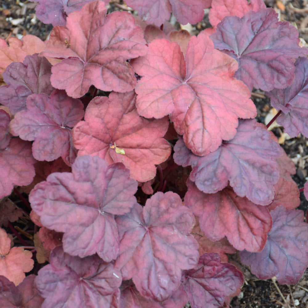 HEUCHERA LAVA LAMP