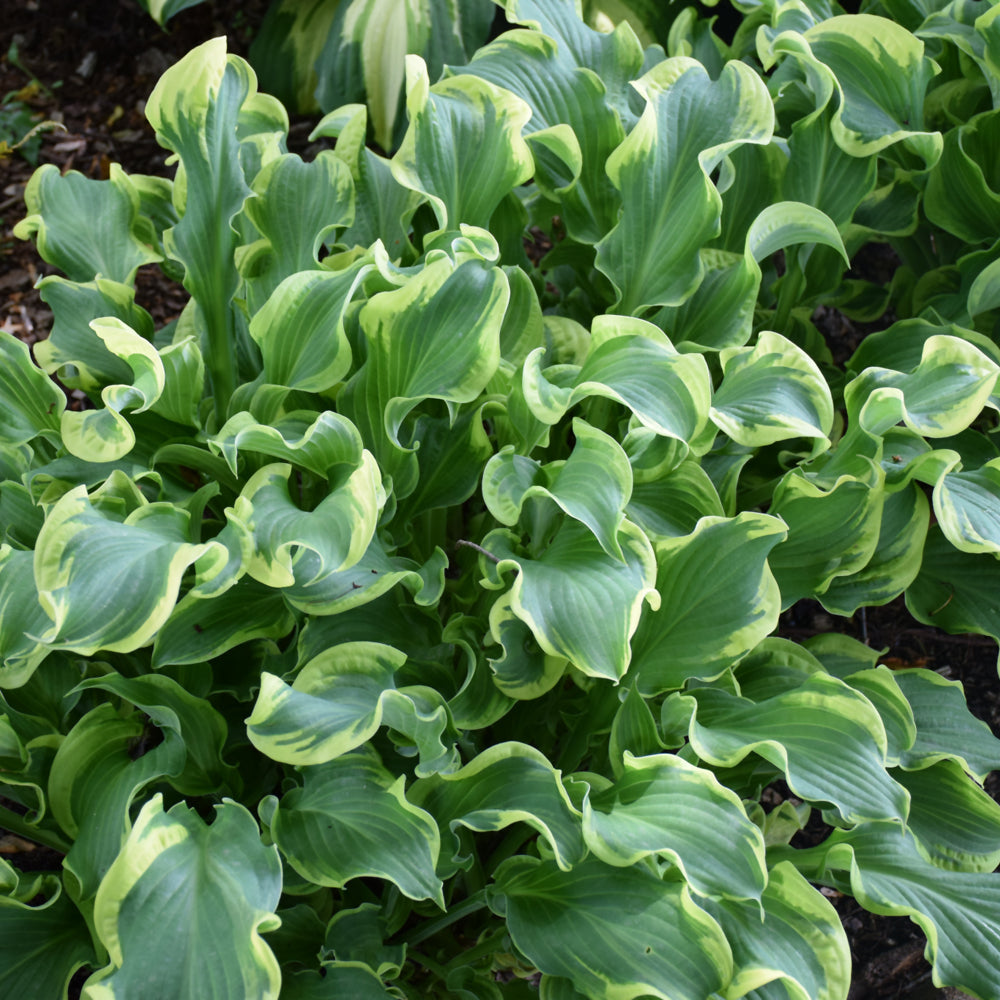 HOSTA WHEEE