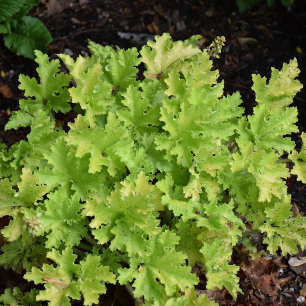 HEUCHERA TWIST OF LIME