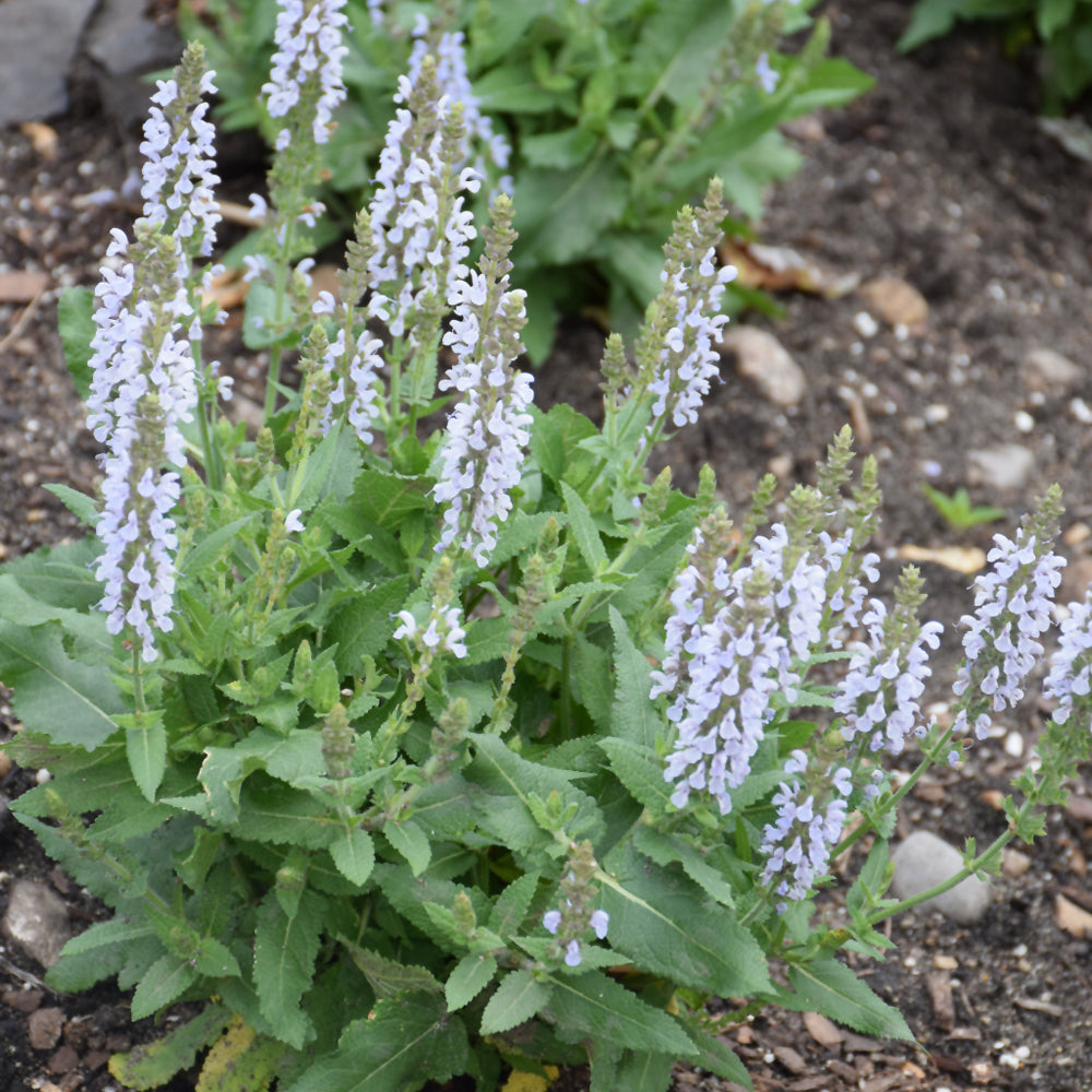 SALVIA PERFECT PROFUSION