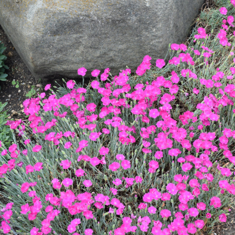 DIANTHUS FIREWITCH