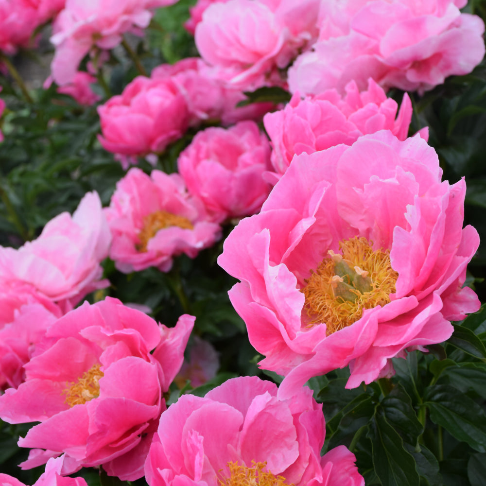 PAEONIA PAULA FAY