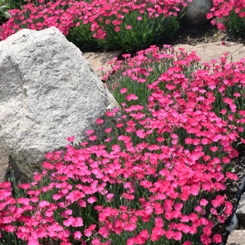 DIANTHUS PAINT THE TOWN MAGENTA