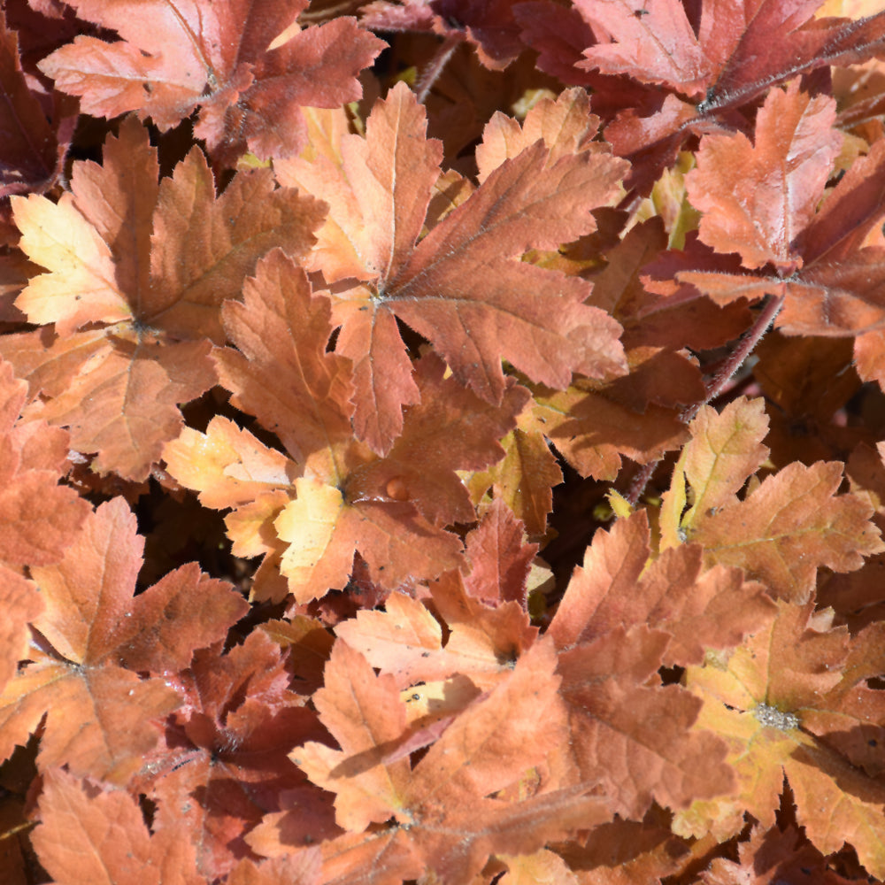 HEUCHERELLA HOPSCOTCH