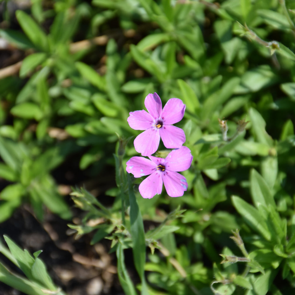 PHLOX PINK MINUET