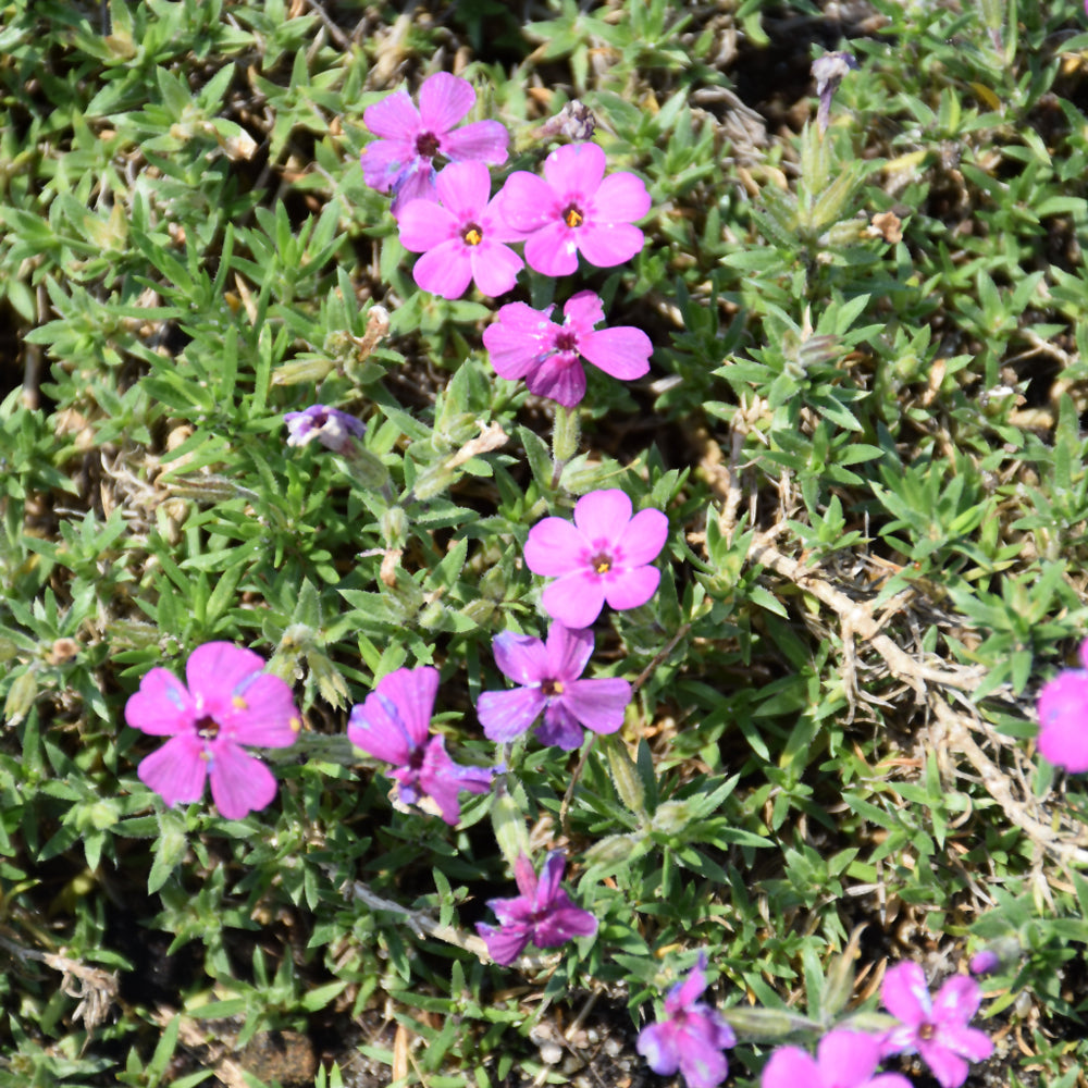 PHLOX ROCKY ROAD MAGENTA
