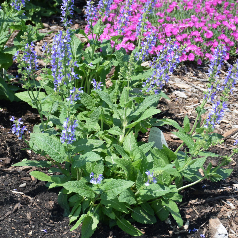SALVIA AZURE SNOW