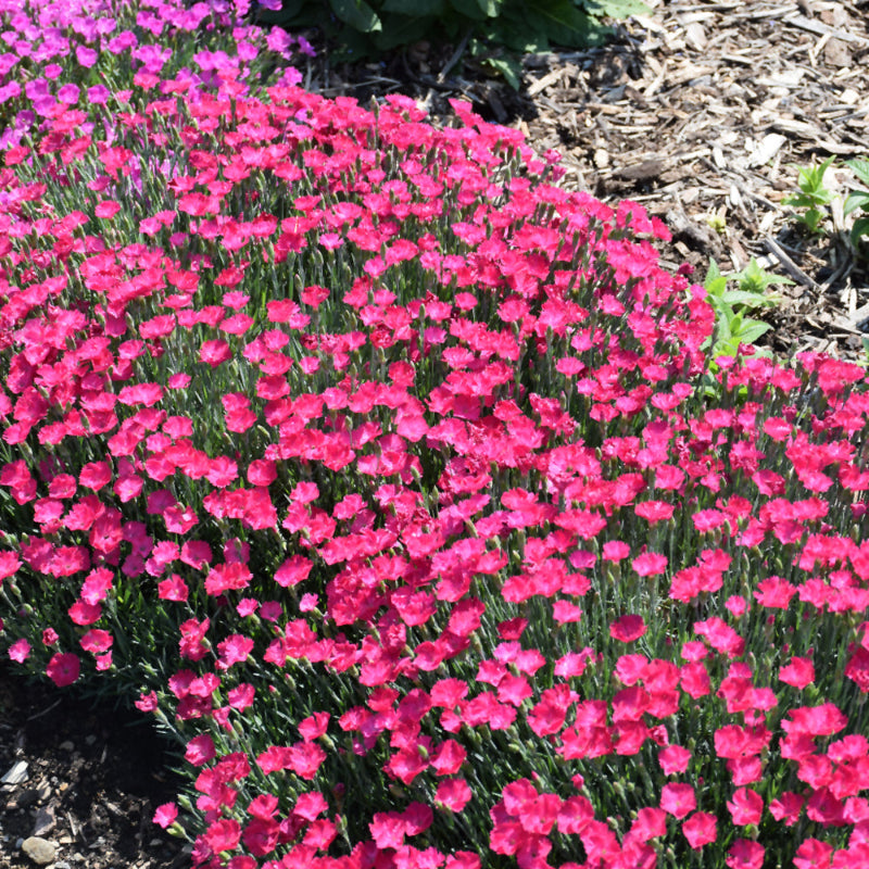 DIANTHUS PAINT THE TOWN MAGENTA