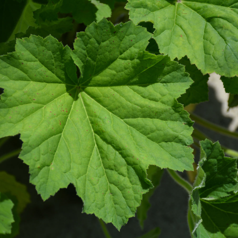 HEUCHERA AUTUMN BRIDE