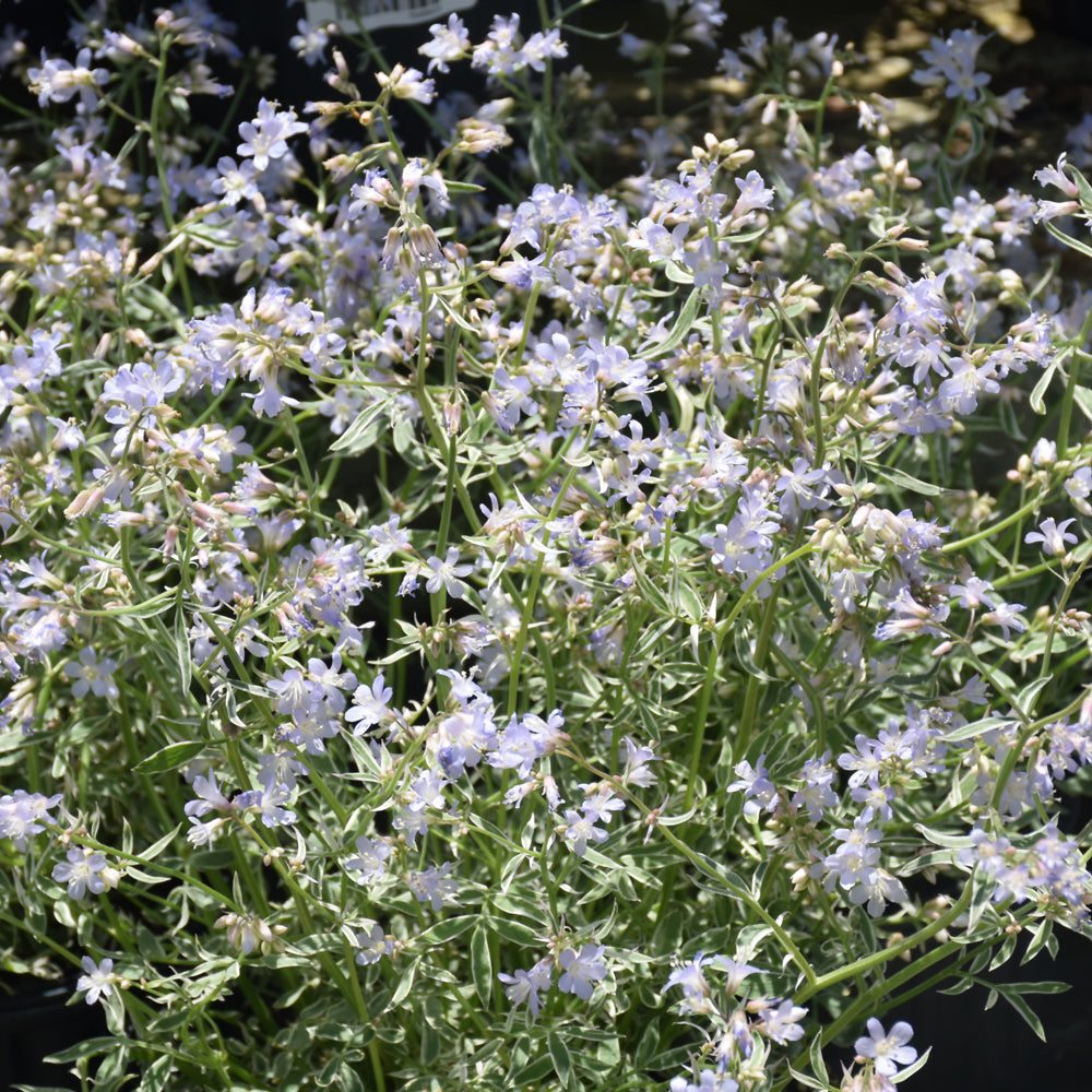 POLEMONIUM TOUCH OF CLASS