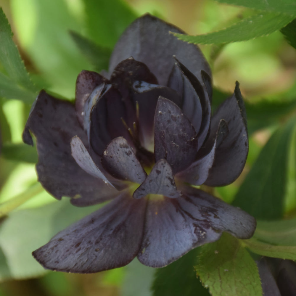 HELLEBORUS DARK AND HANDSOME