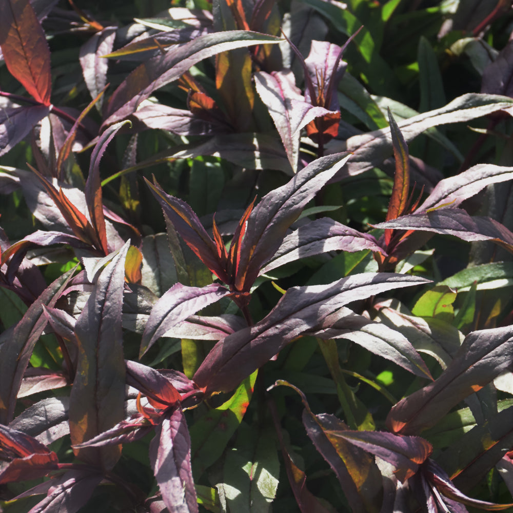 PENSTEMON POCAHONTAS