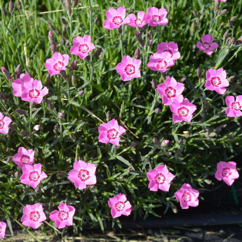 DIANTHUS PINK TWINKLE