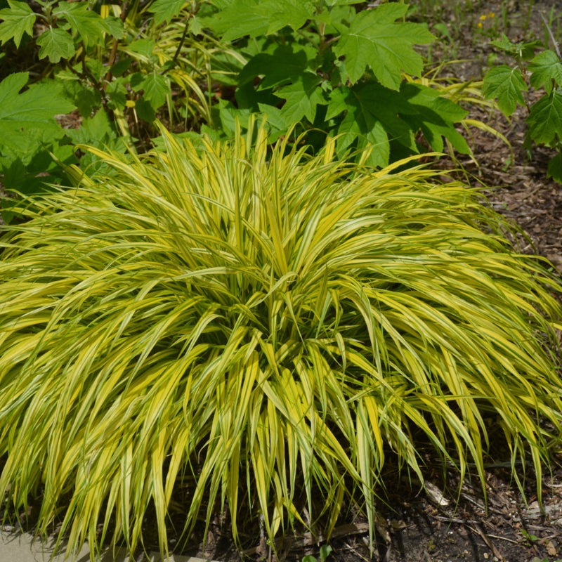 HAKONECHLOA GOLDEN VARIEGATED