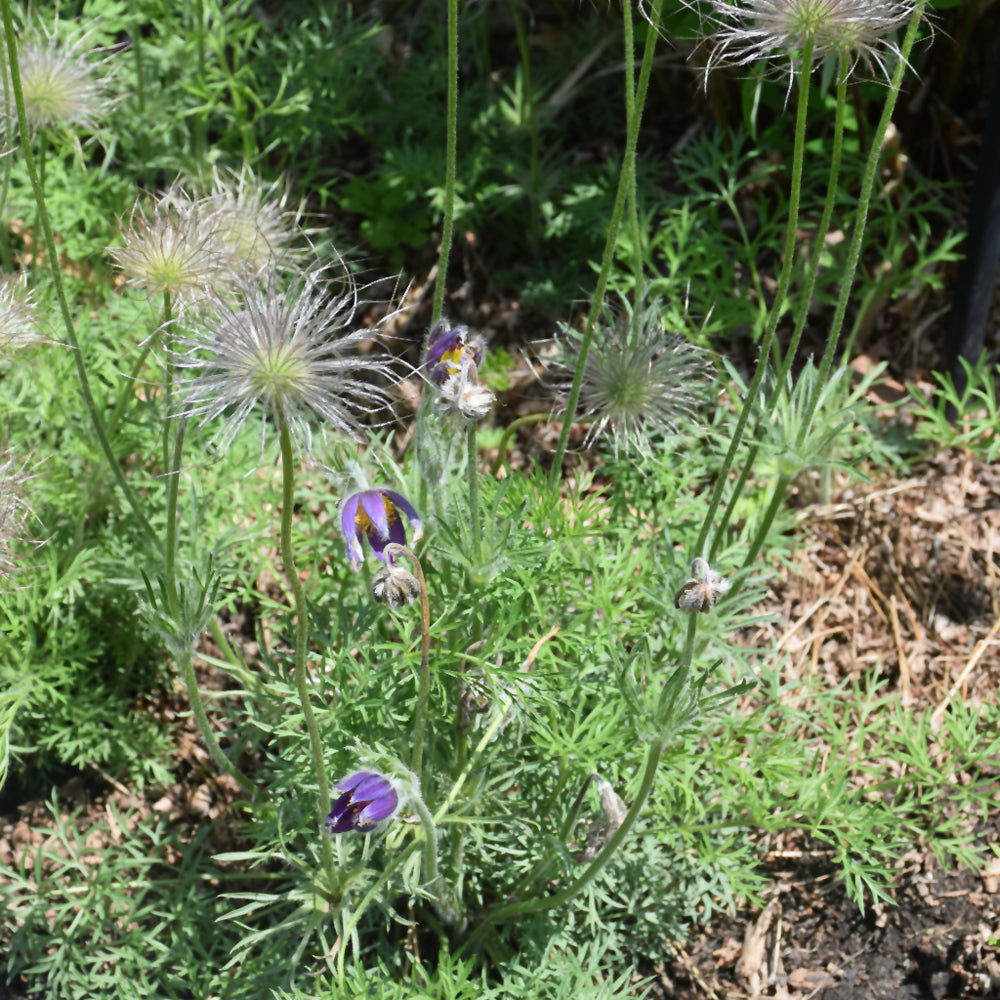 PASQUE FLOWER