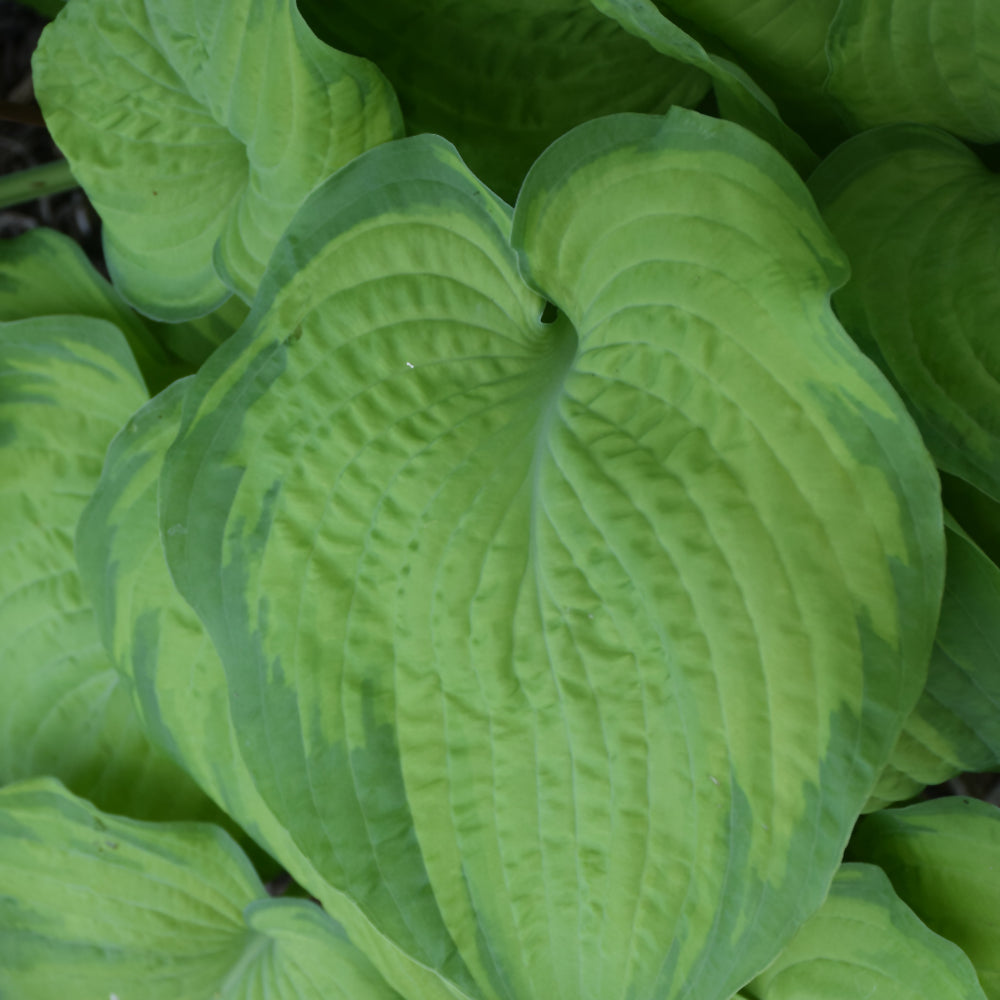 HOSTA OLD GLORY