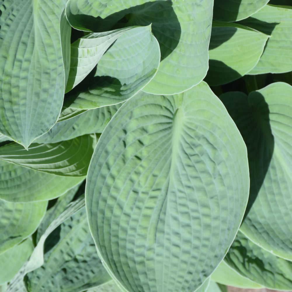HOSTA BIG DADDY