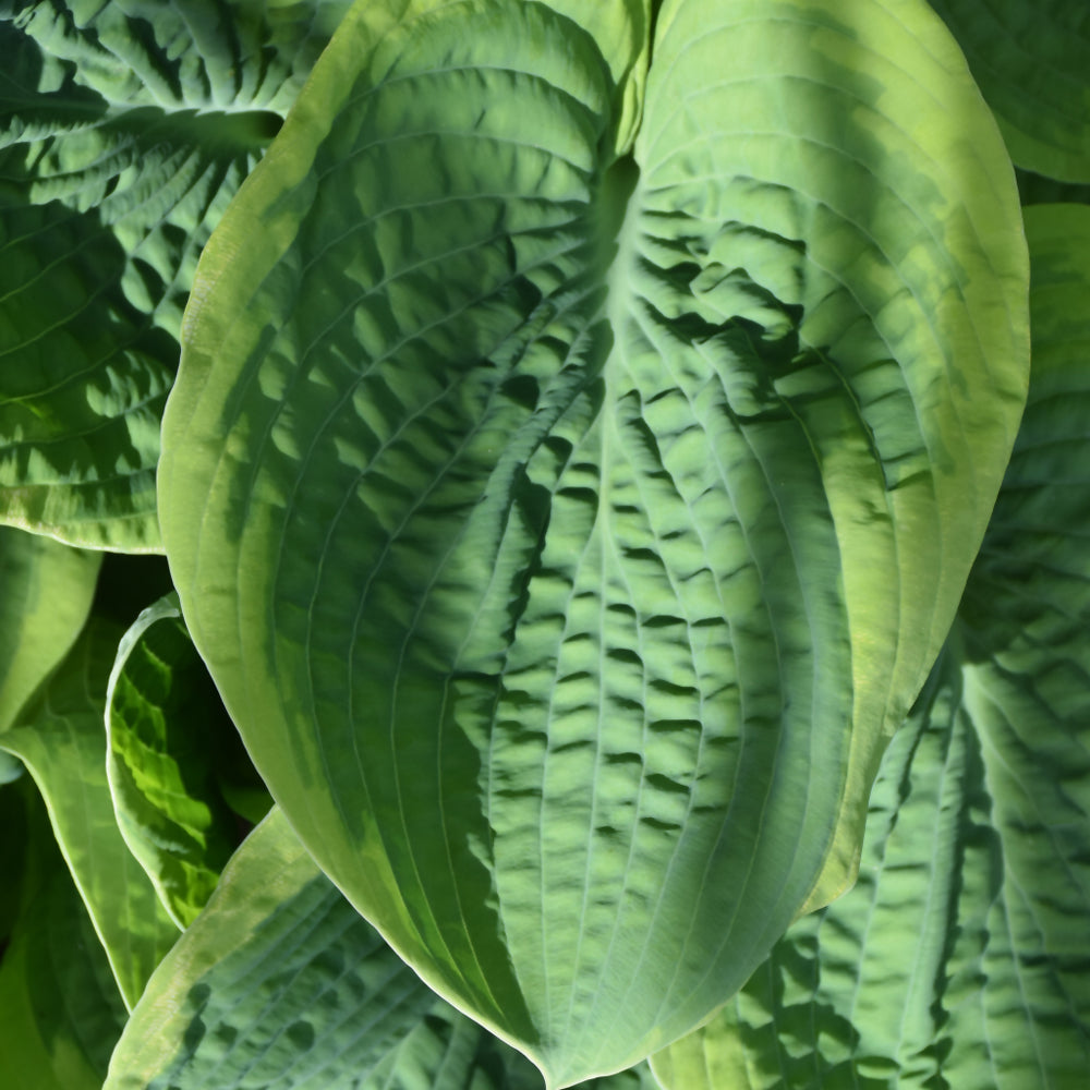 HOSTA FRANCES WILLIAMS