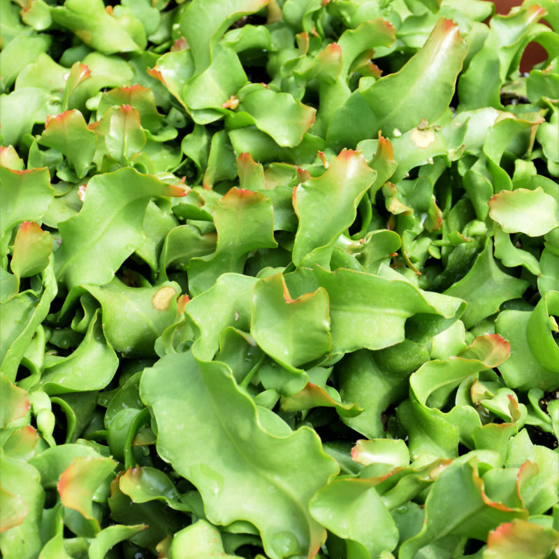 EPIPHYLLUM ORCHID CACTUS