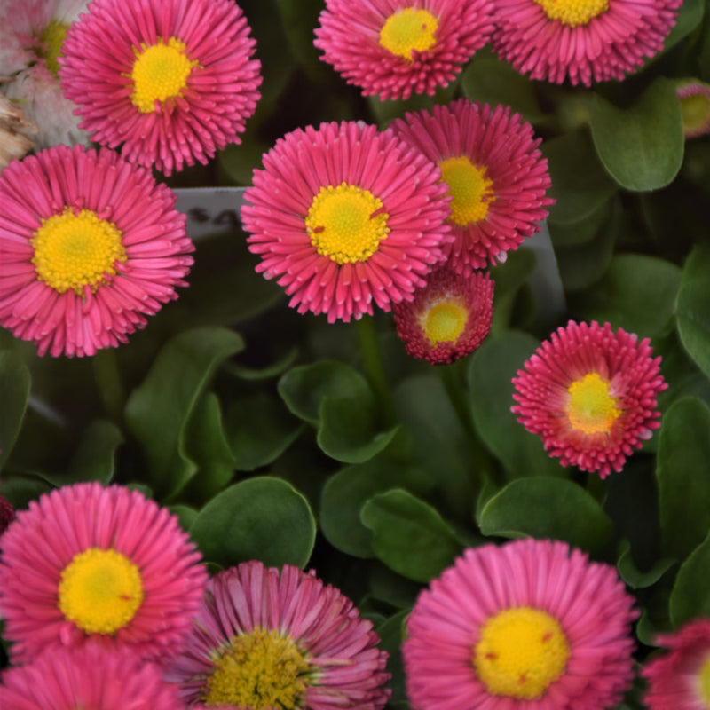 BELLIS SPEEDSTAR RED