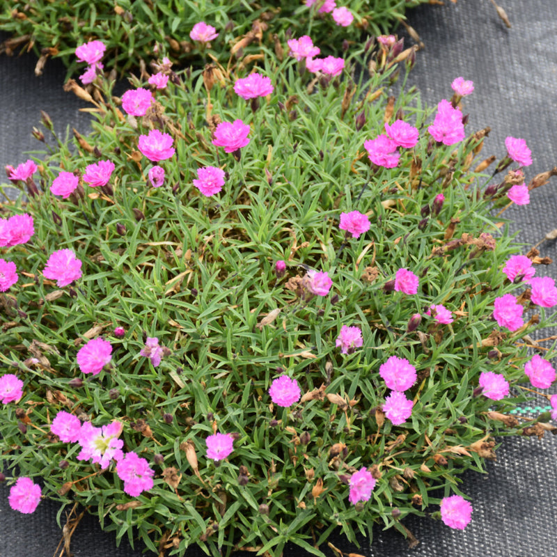 DIANTHUS PINK POM POM