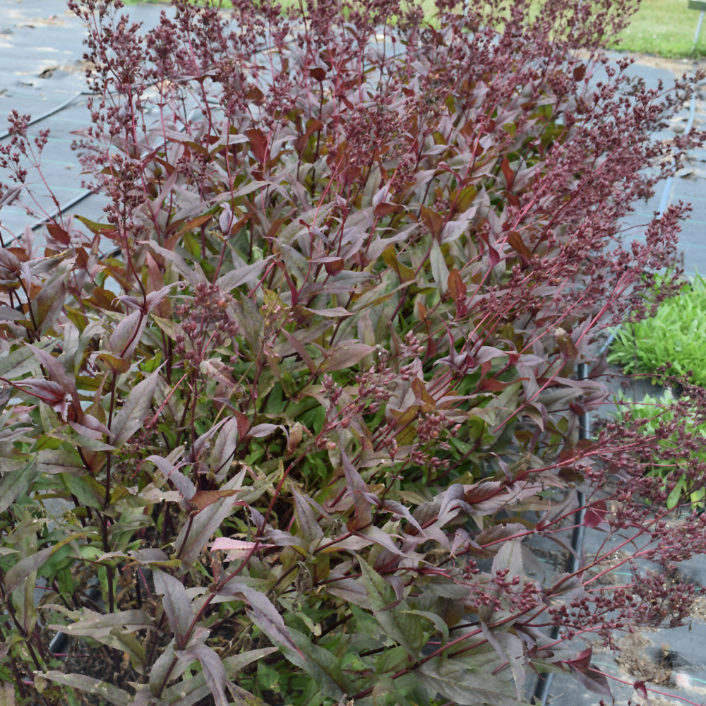 PENSTEMON POCAHONTAS